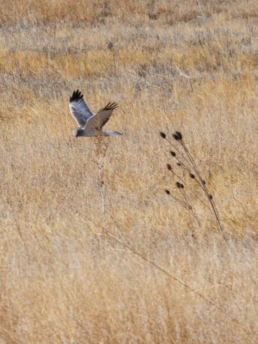 Northern Harrier - ML632587762