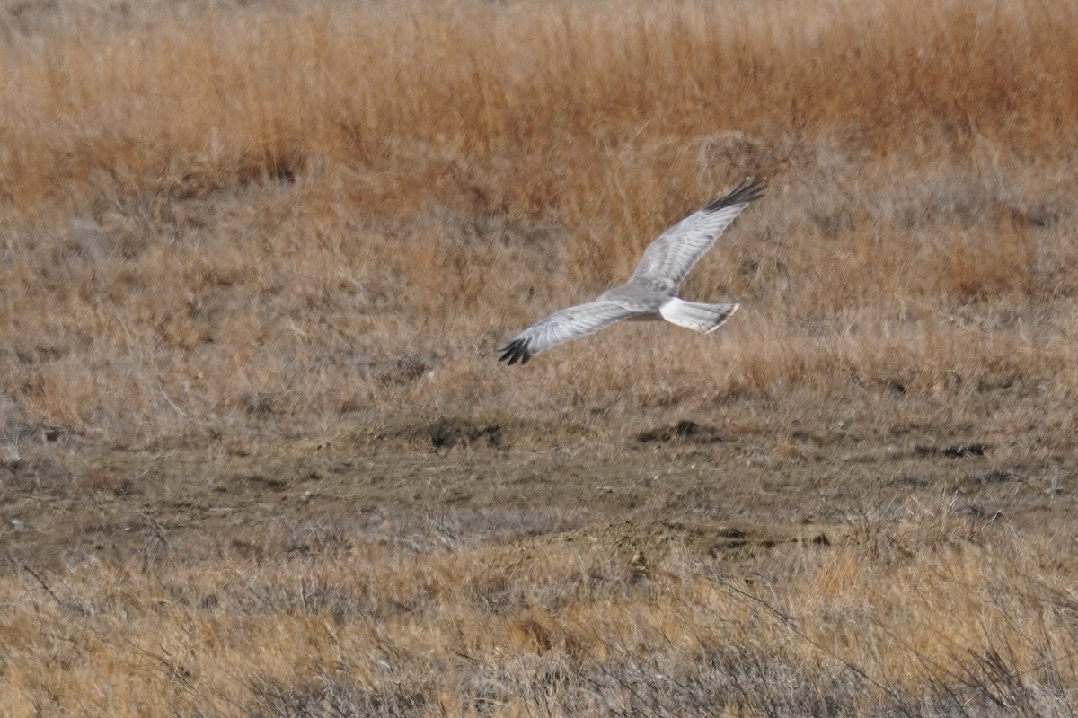 Northern Harrier - ML632587765