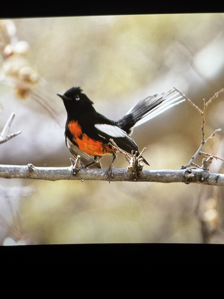 Painted Redstart - ML632587995