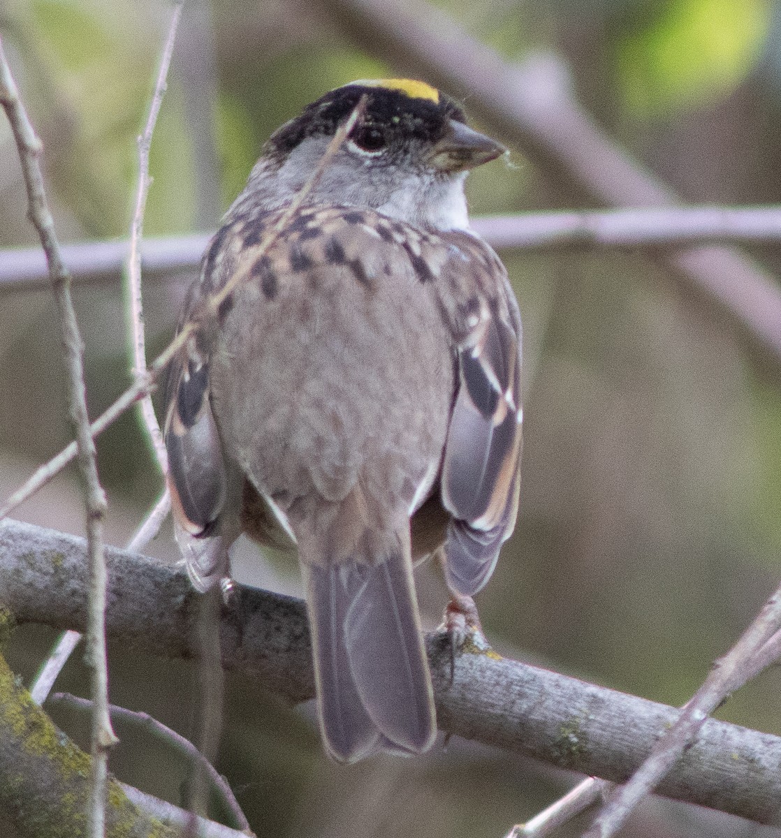 Golden-crowned Sparrow - ML632588037