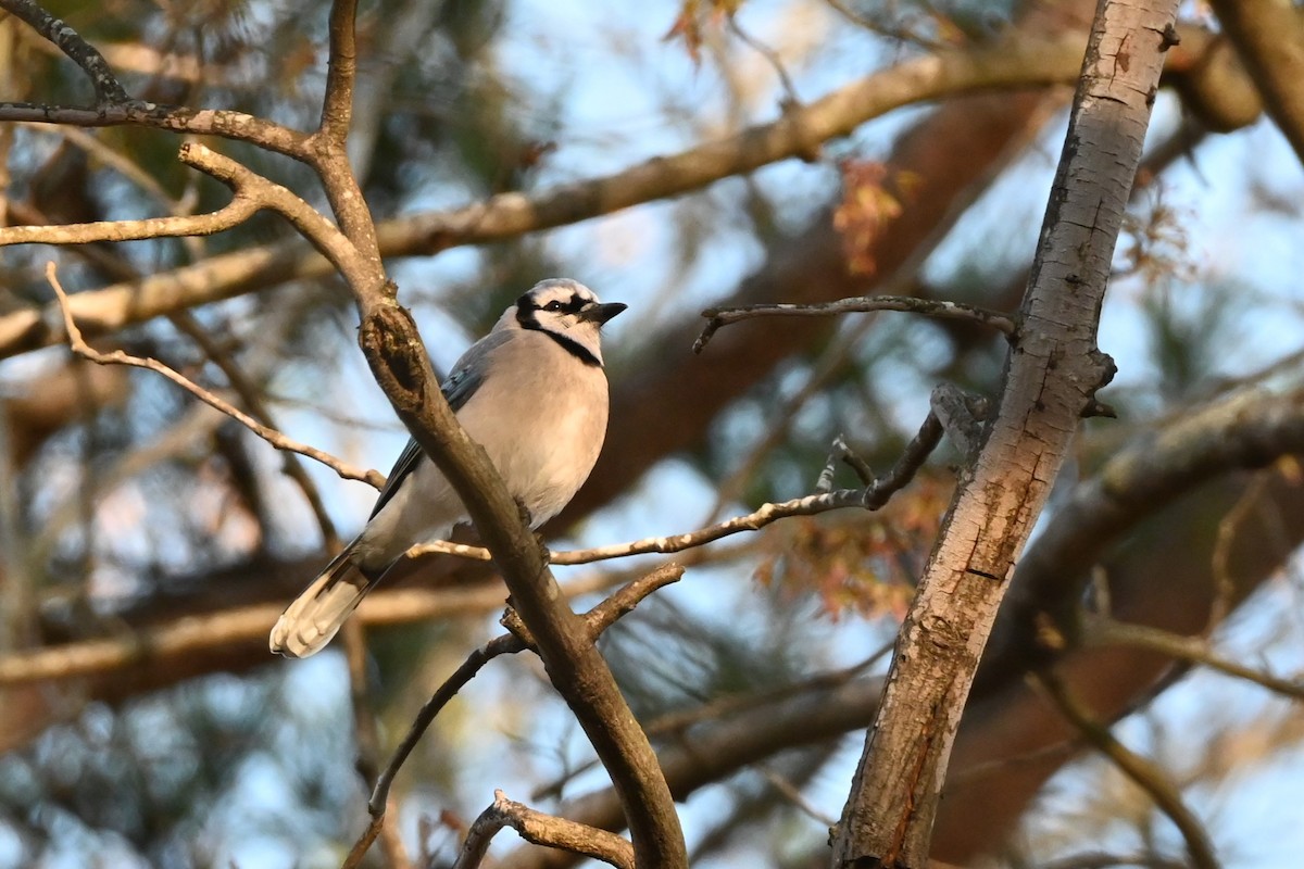 Blue Jay - ML632588182