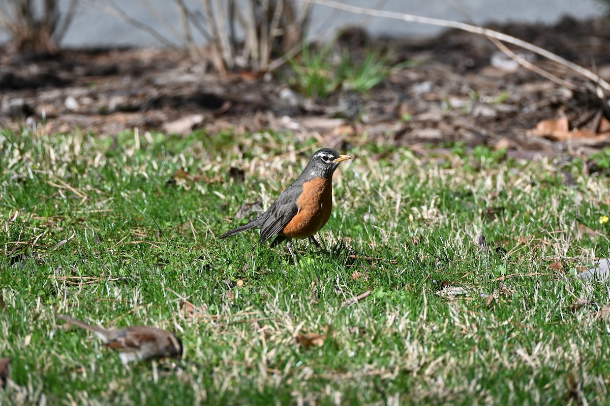 American Robin - ML632588222