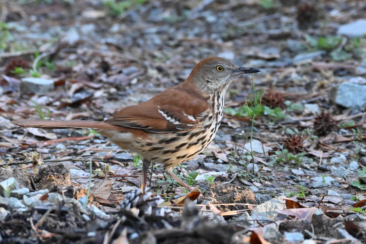 Brown Thrasher - ML632588263