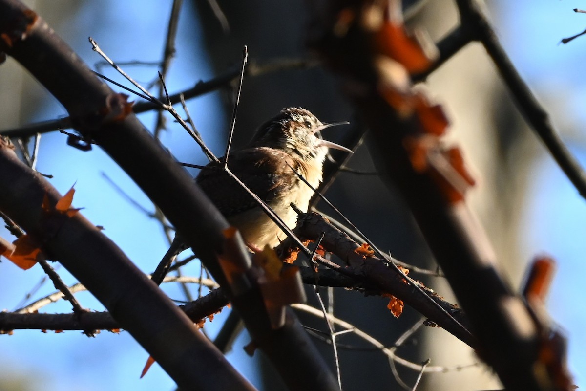 Carolina Wren - ML632588280