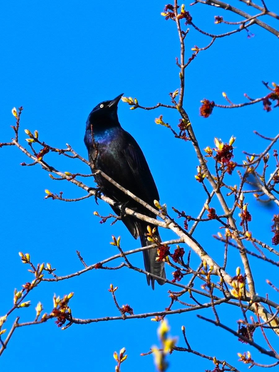 Common Grackle - ML632588316