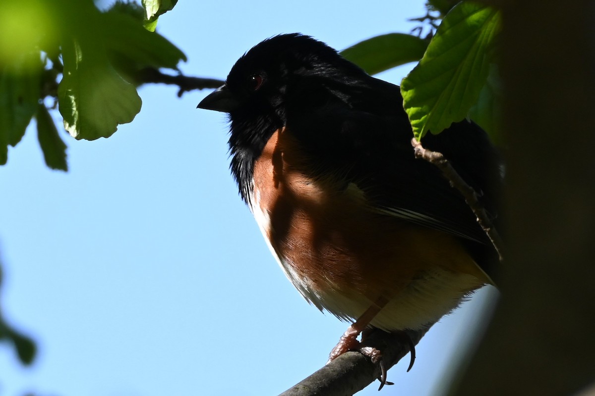 Eastern Towhee - ML632588333