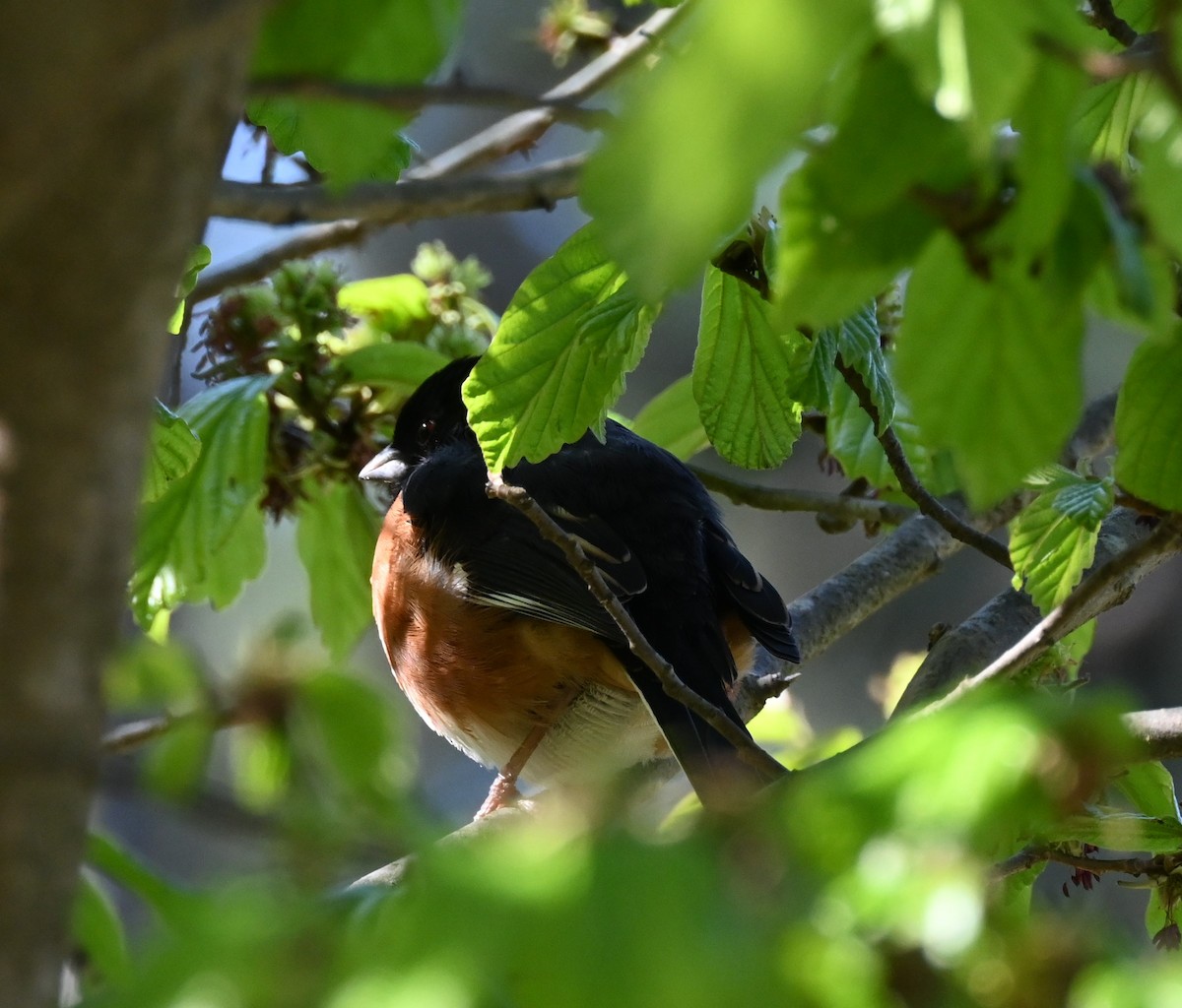 Eastern Towhee - ML632588343