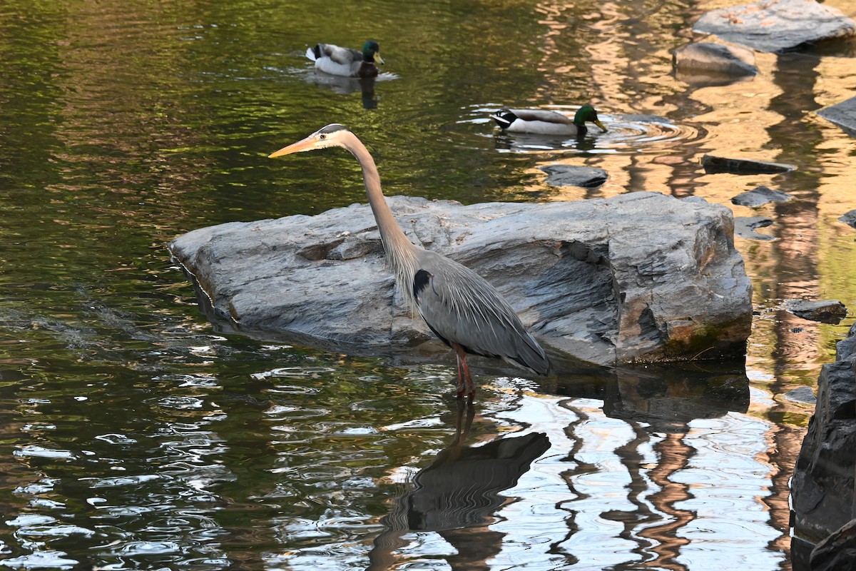 Great Blue Heron - ML632588357