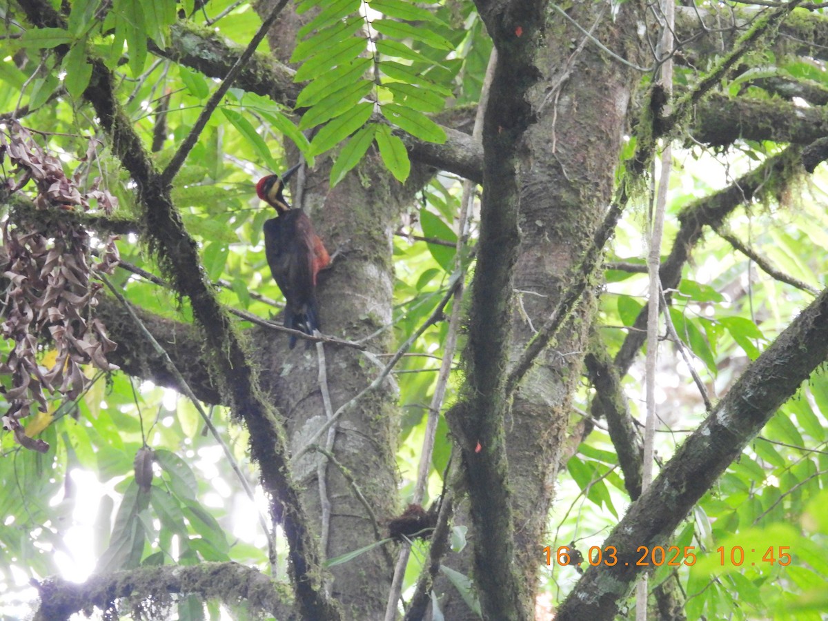 Crimson-bellied Woodpecker - ML632588364