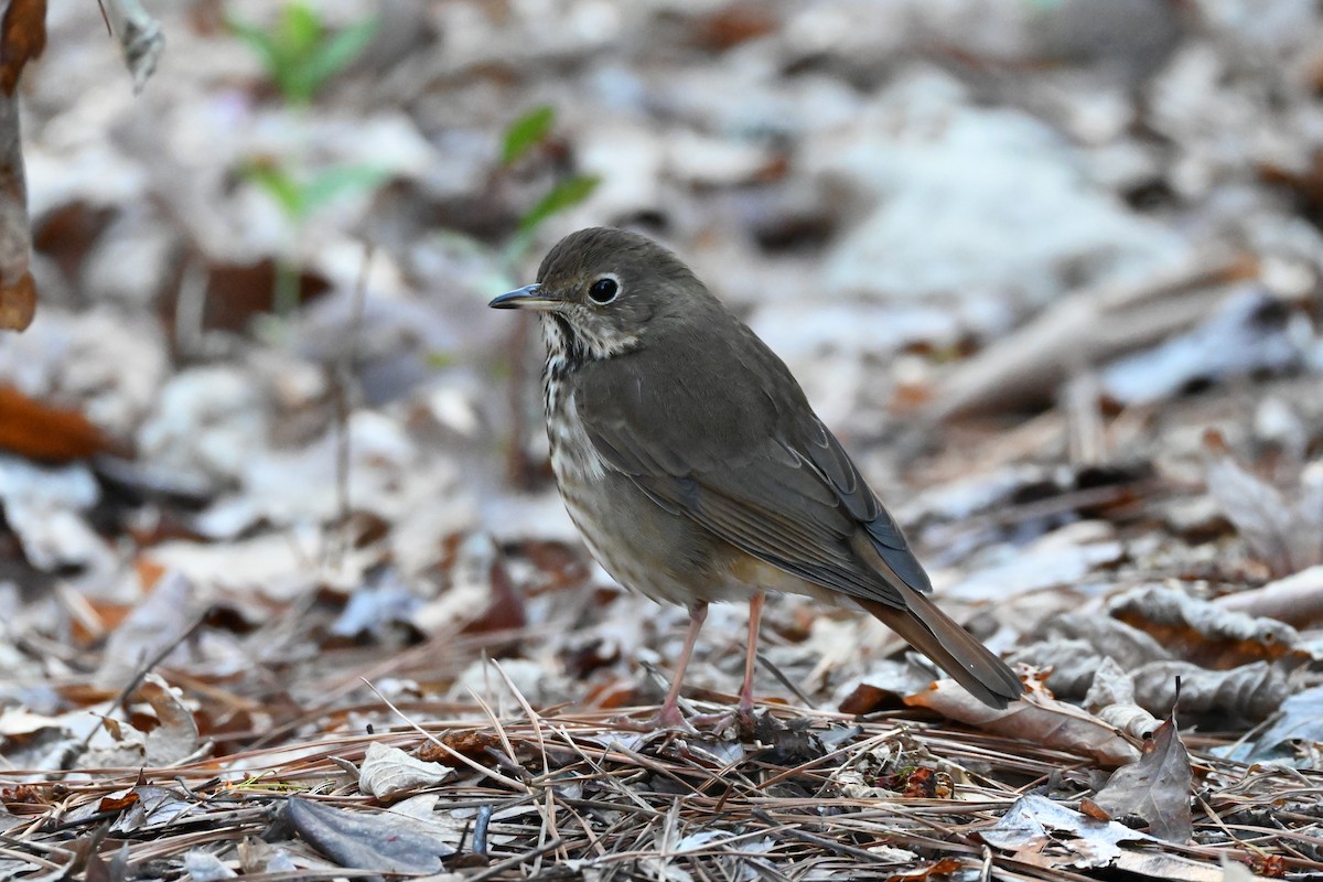 Hermit Thrush - ML632588382