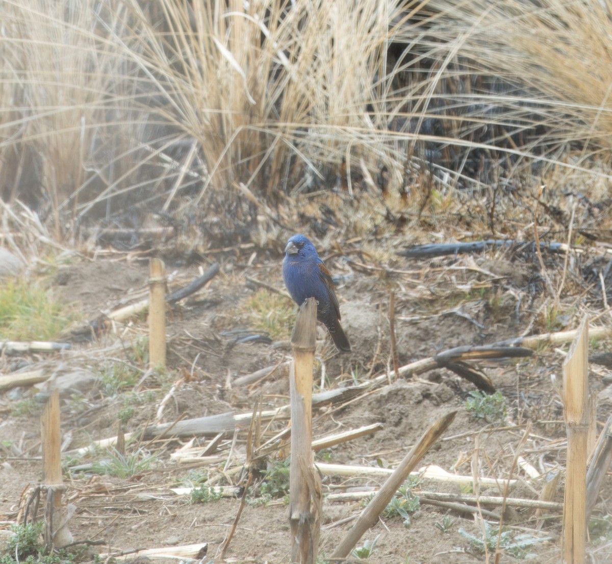 Blue Grosbeak - ML632588390