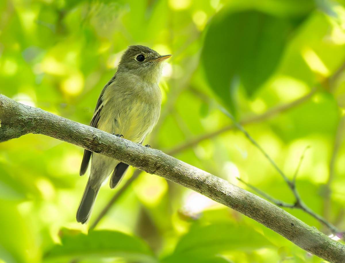 Yellow-bellied Flycatcher - ML632588443