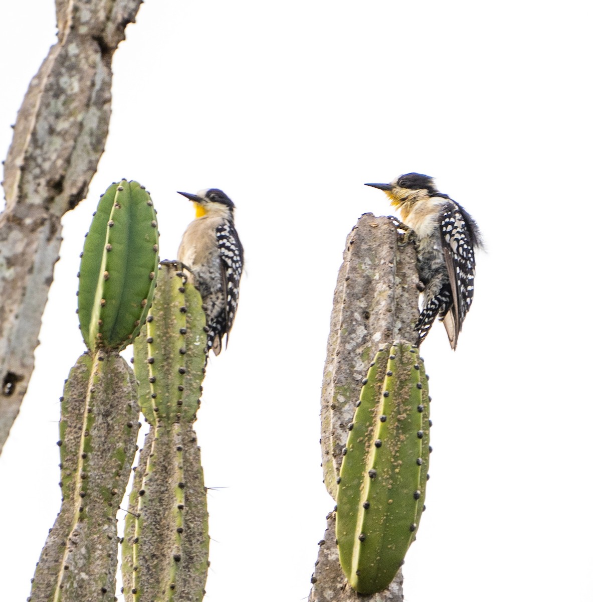 White-fronted Woodpecker - ML632588461