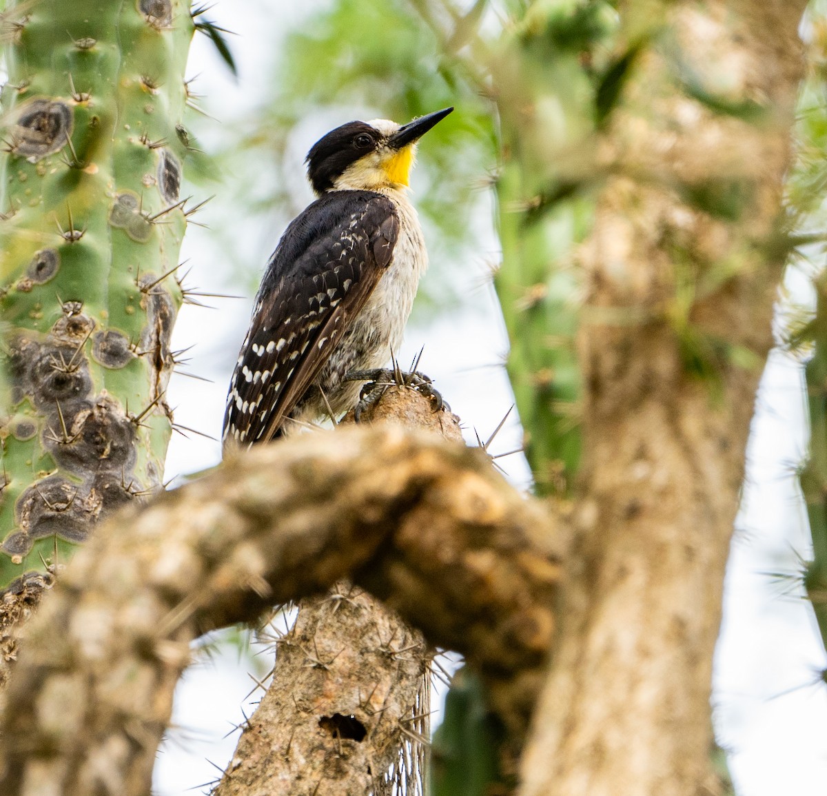 White-fronted Woodpecker - ML632588462