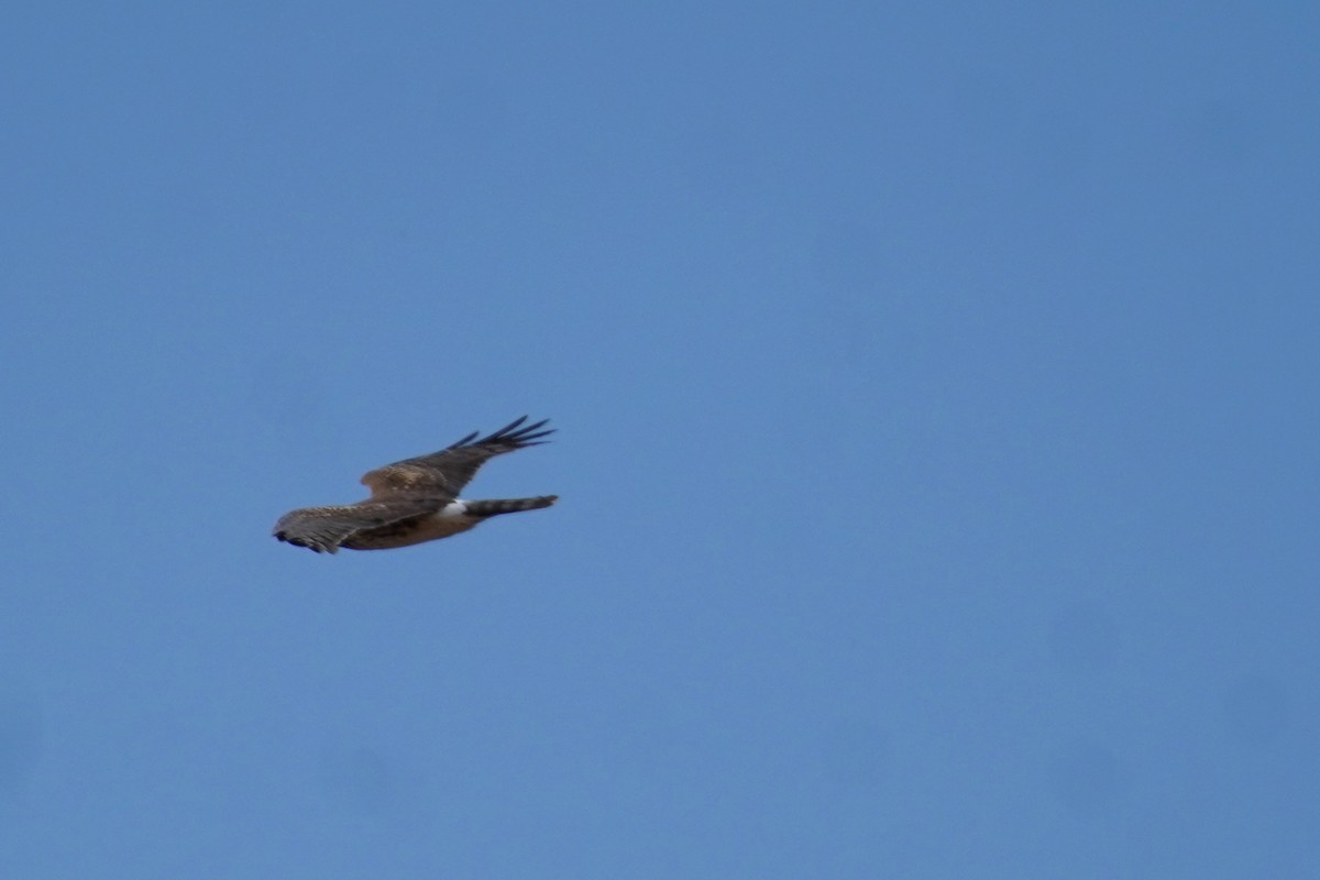 Northern Harrier - ML632588473