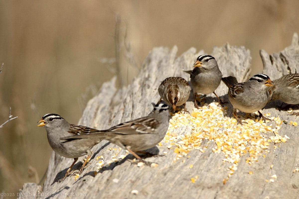 White-crowned Sparrow - ML632588476