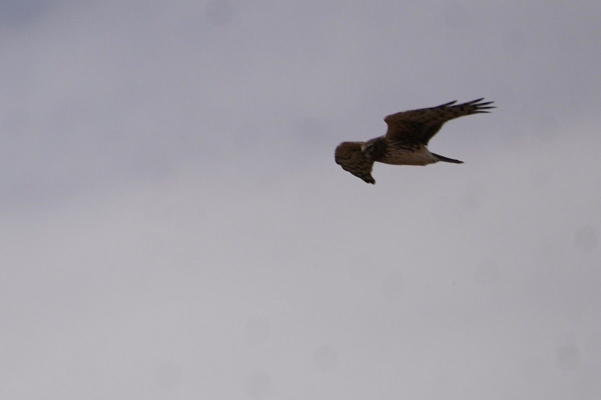 Northern Harrier - ML632588478