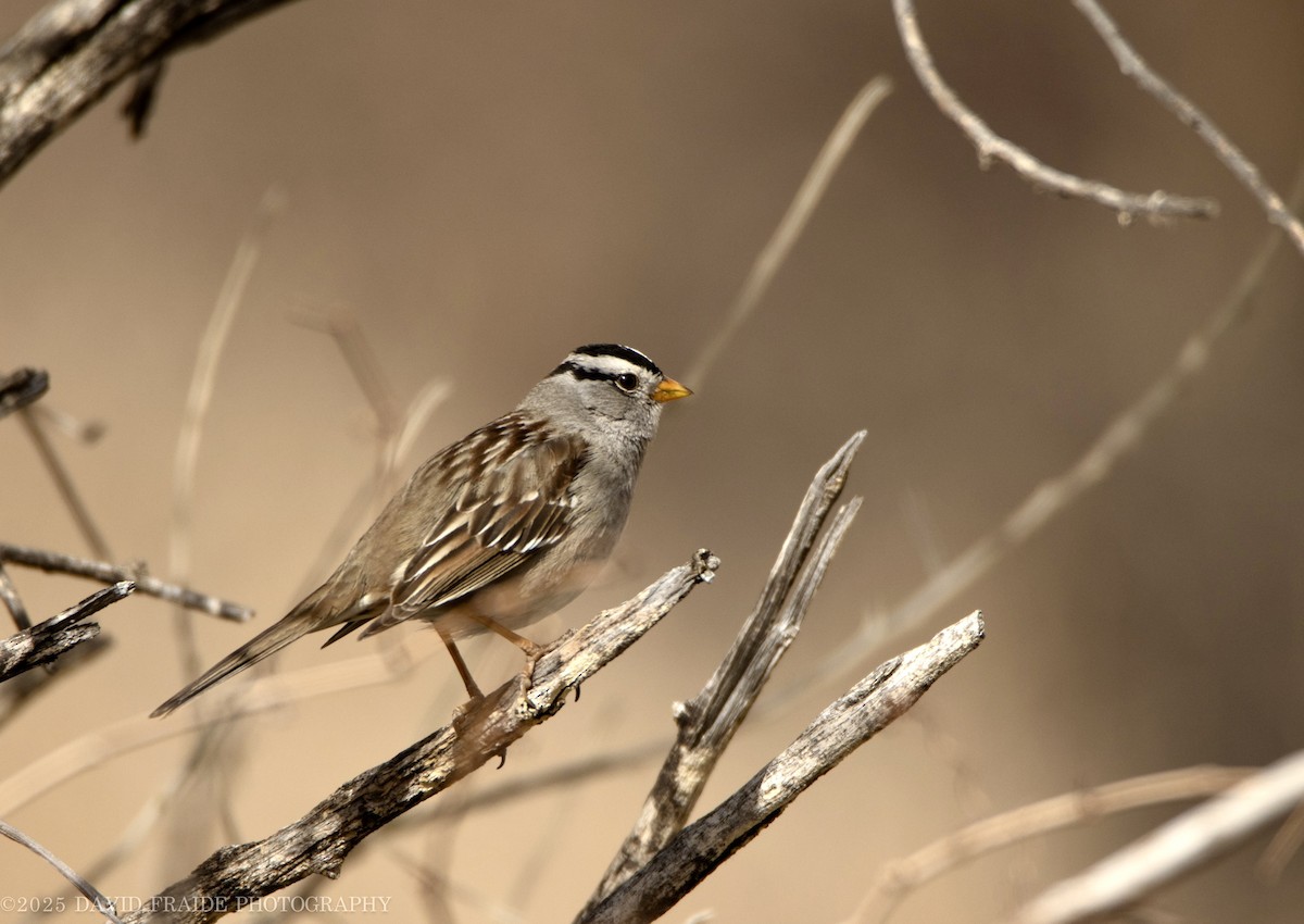White-crowned Sparrow - ML632588479