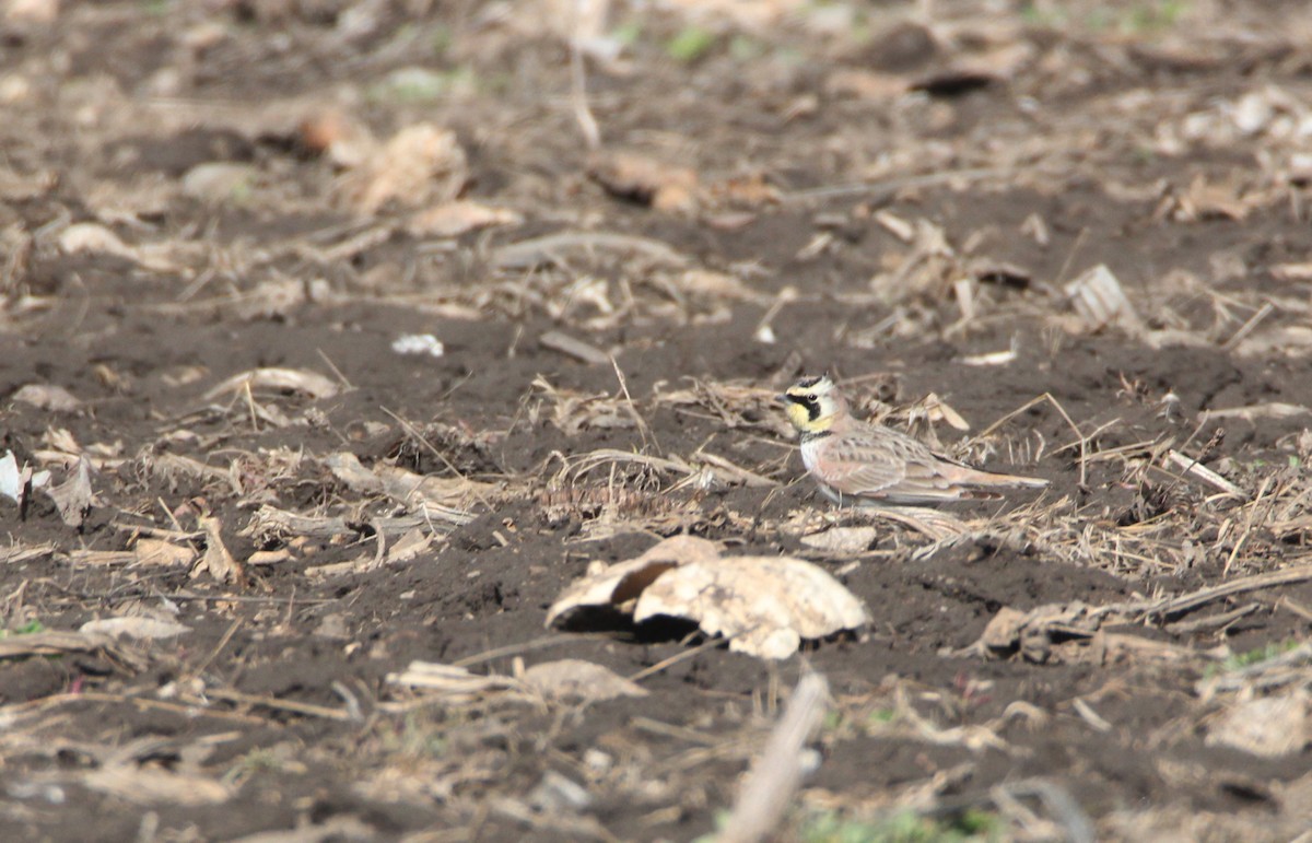 Horned Lark - ML632588633