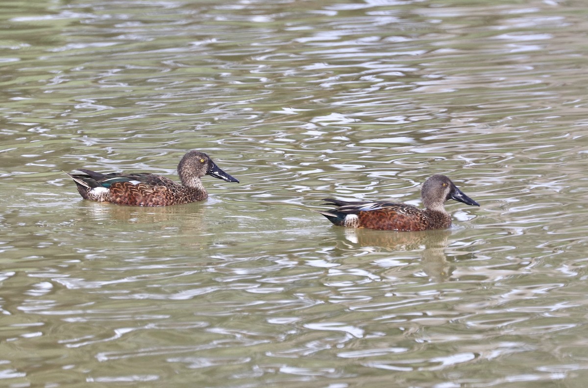 Australasian Shoveler - ML632588638