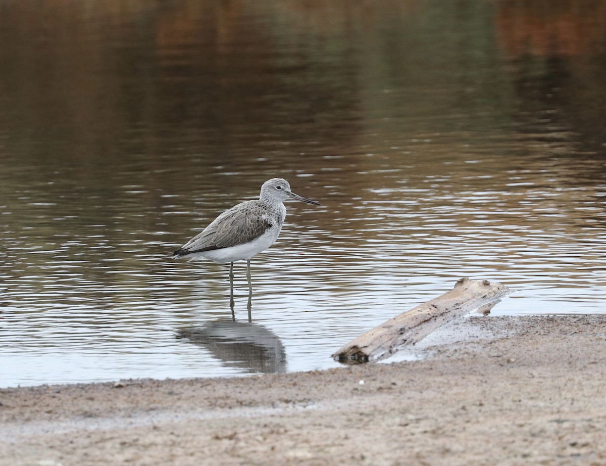 Common Greenshank - ML632588664