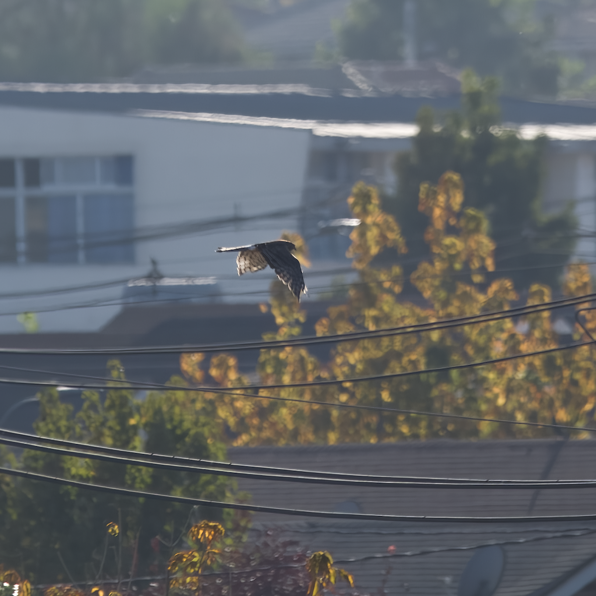 Cinereous Harrier - ML632588696