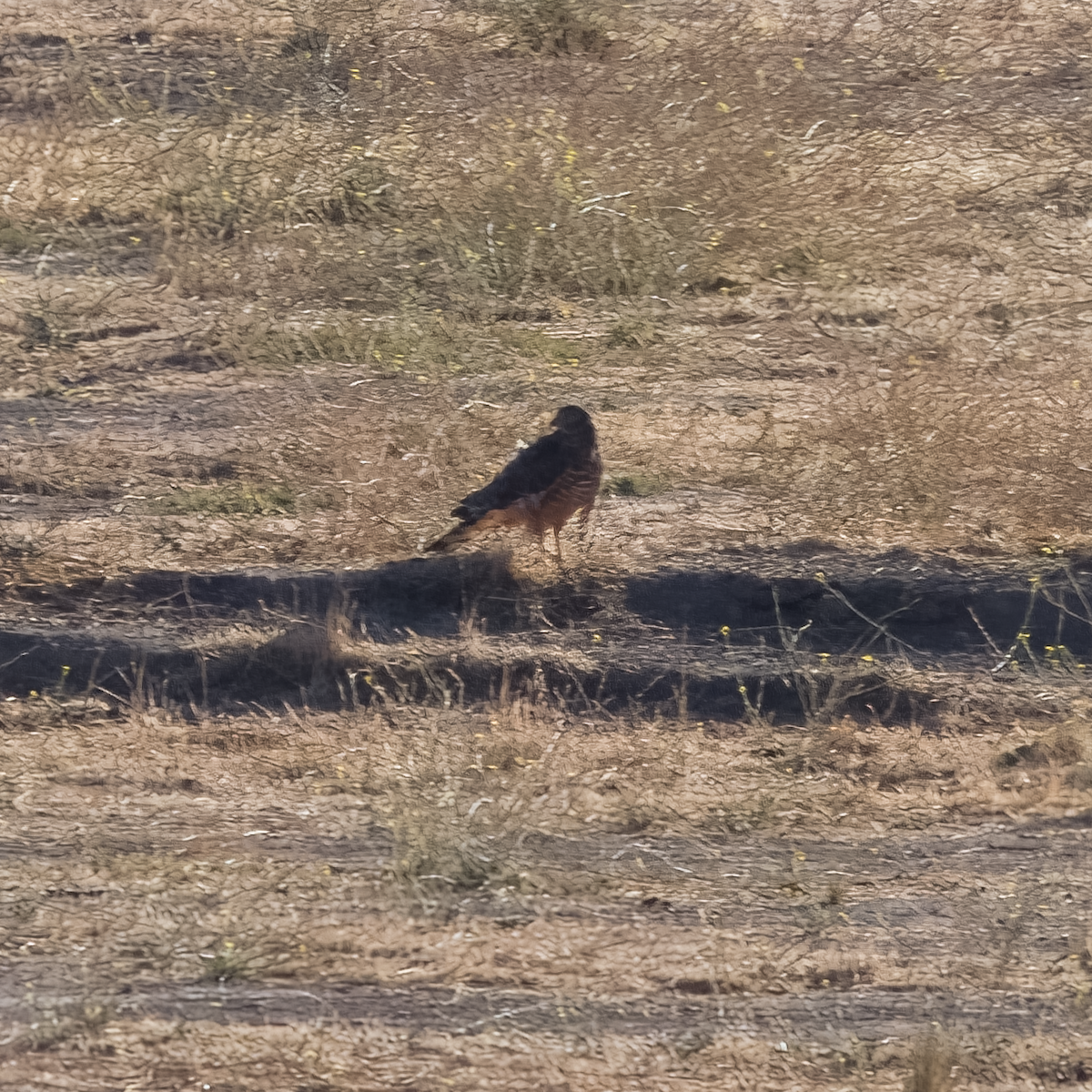 Cinereous Harrier - ML632588697