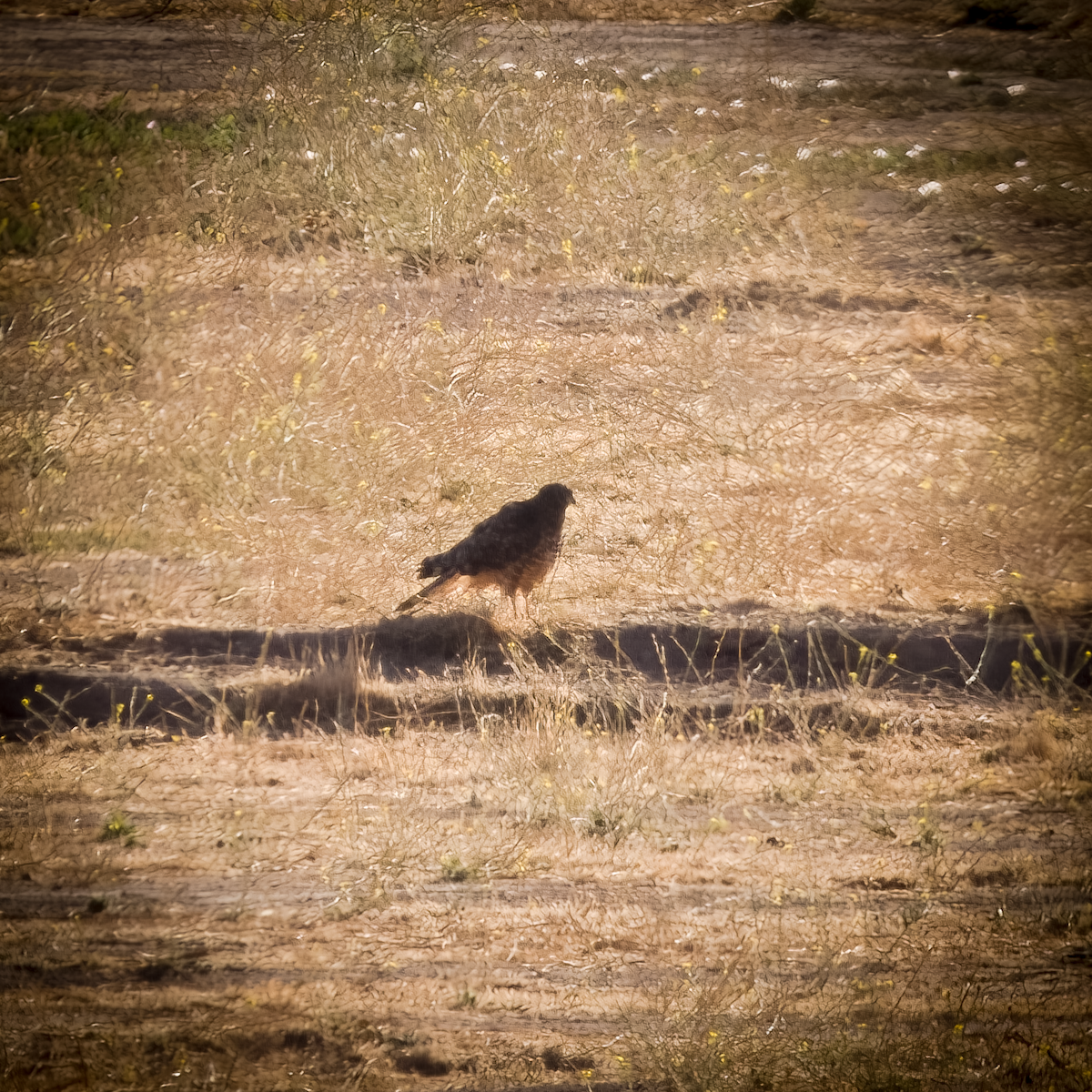 Cinereous Harrier - ML632588698