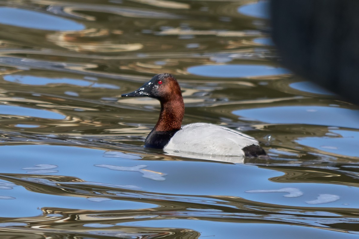 Canvasback - ML632588712