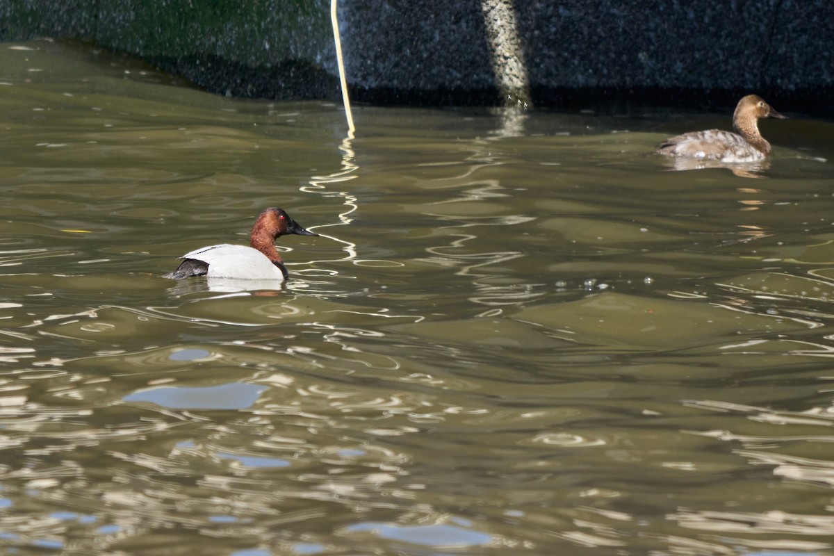 Canvasback - ML632588713