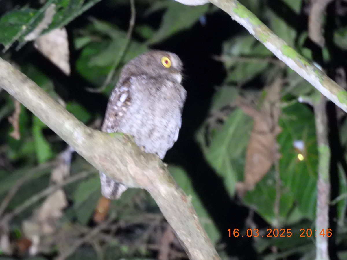 Choco Screech-Owl - ML632588757