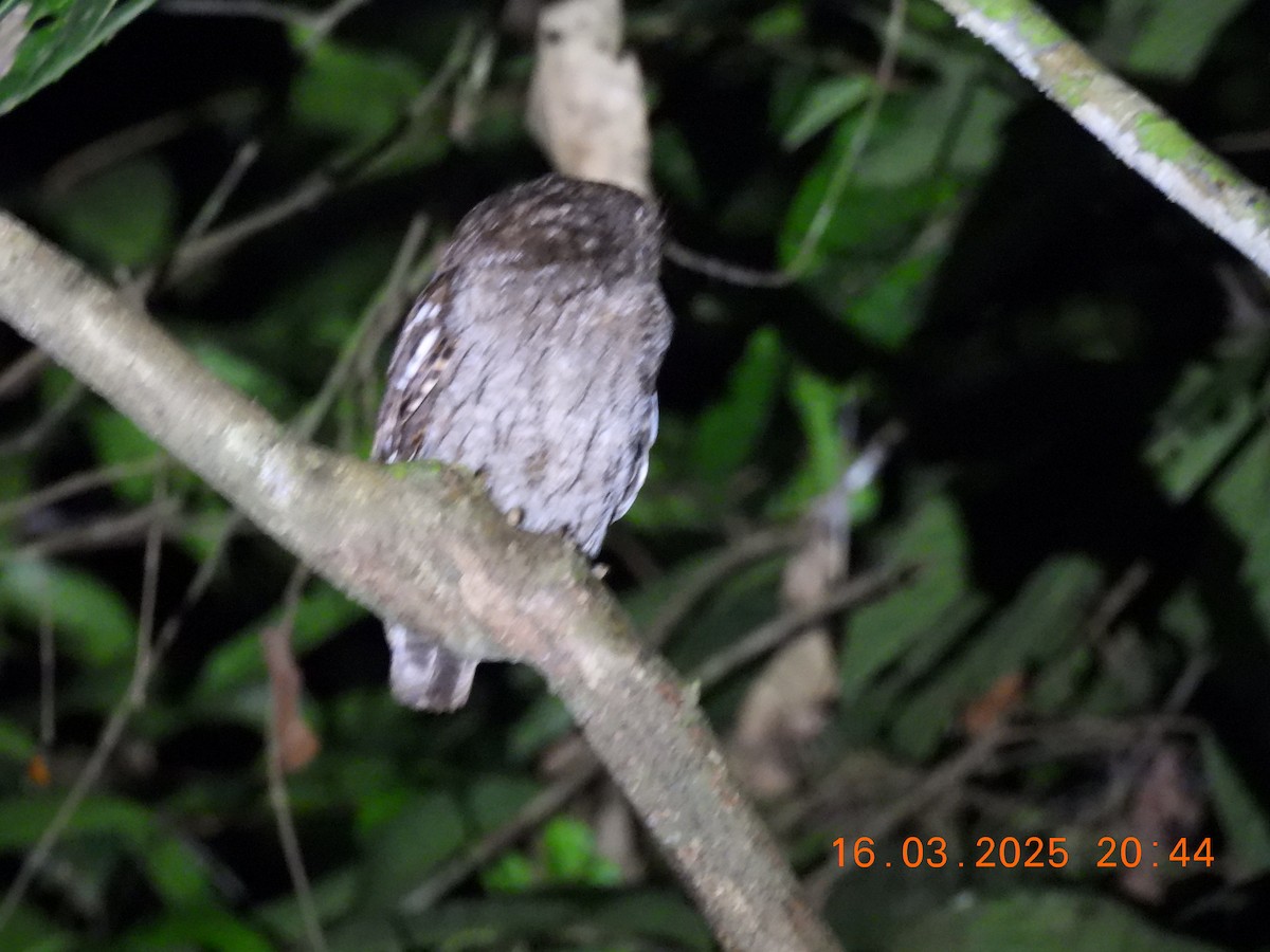Choco Screech-Owl - ML632588758