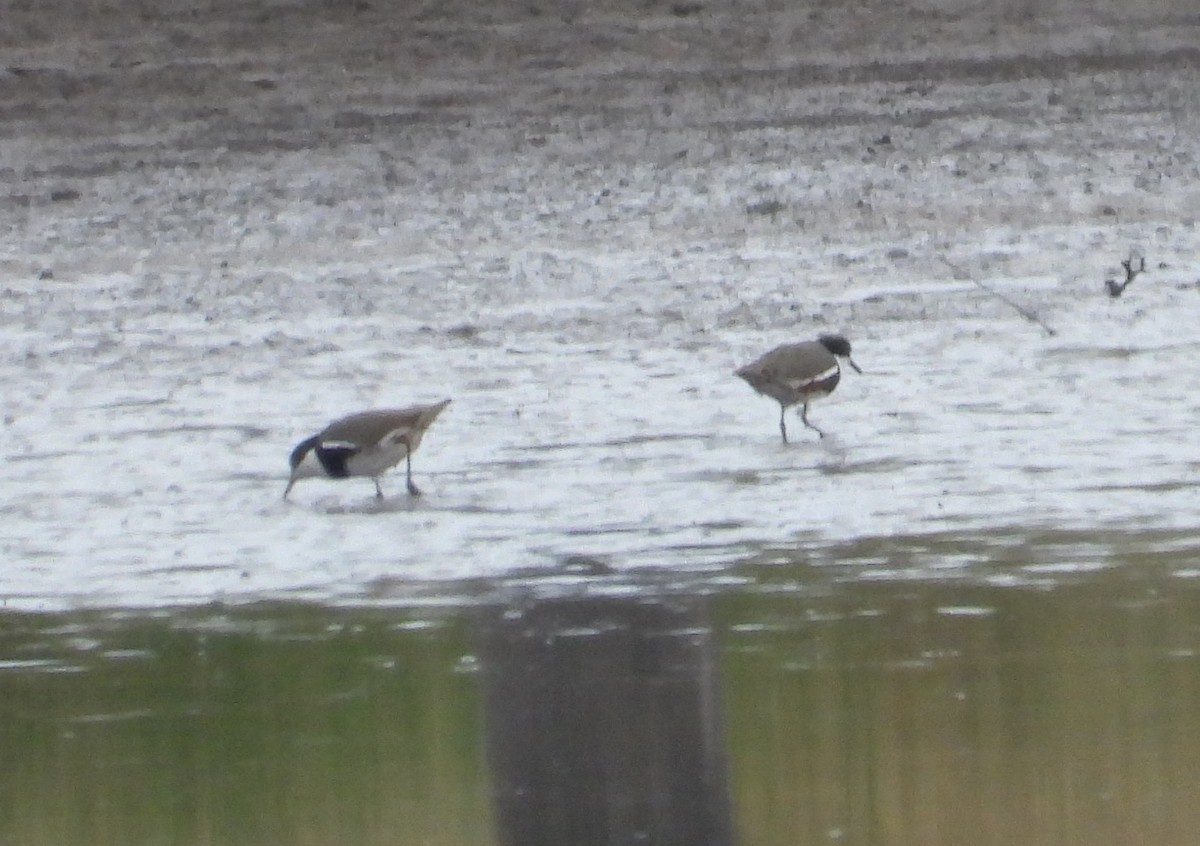 Red-kneed Dotterel - ML632588776