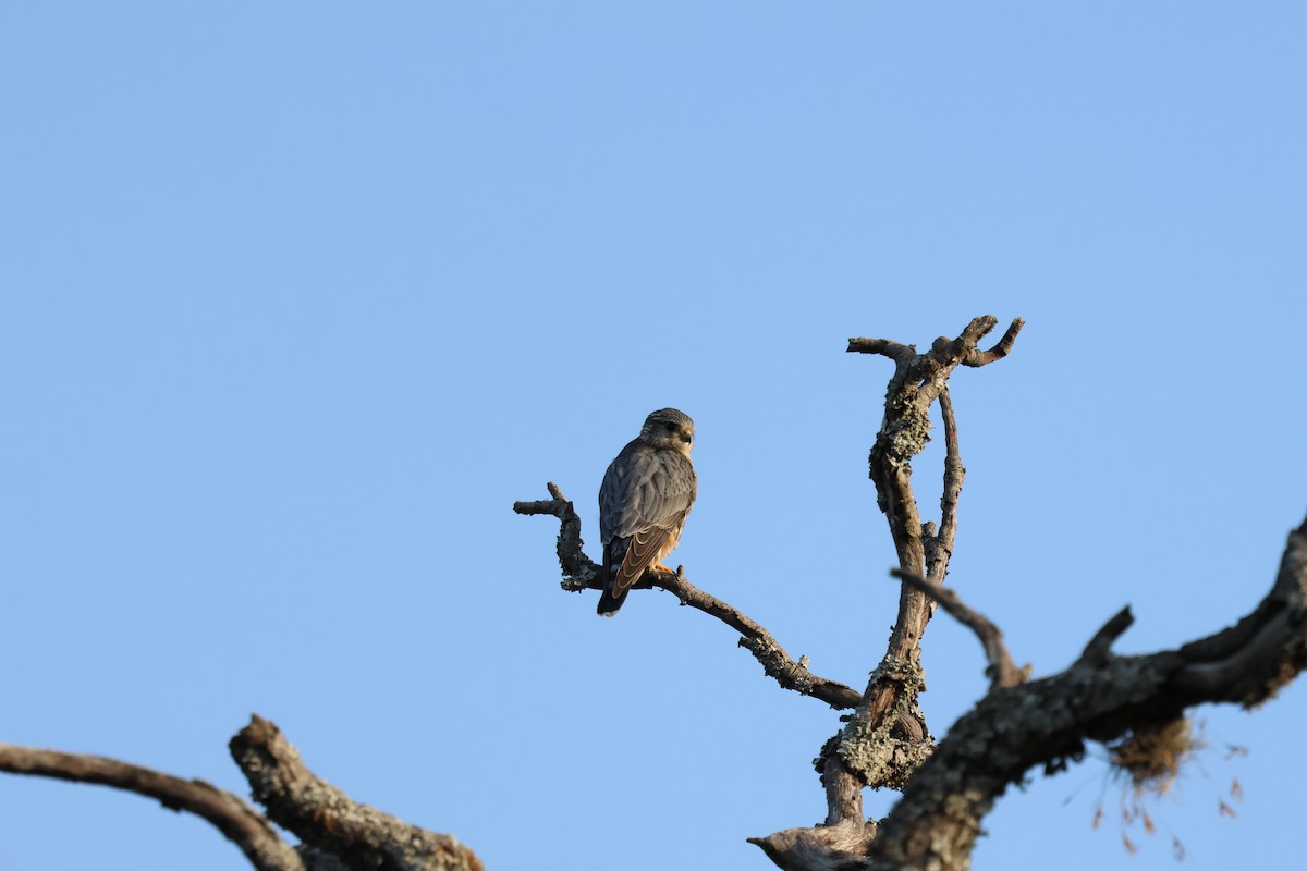 Merlin - ML632588863