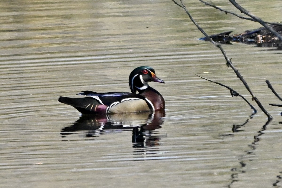 Wood Duck - ML632588917