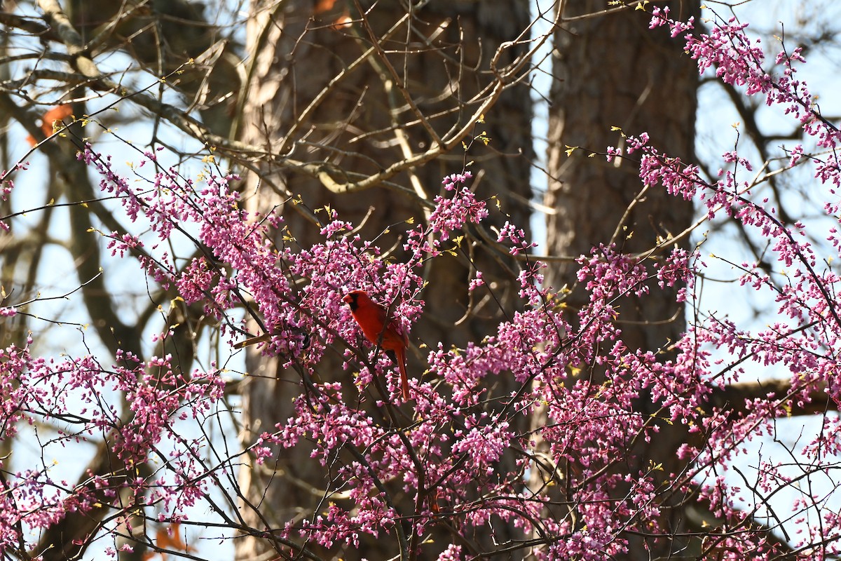 Northern Cardinal - ML632588918