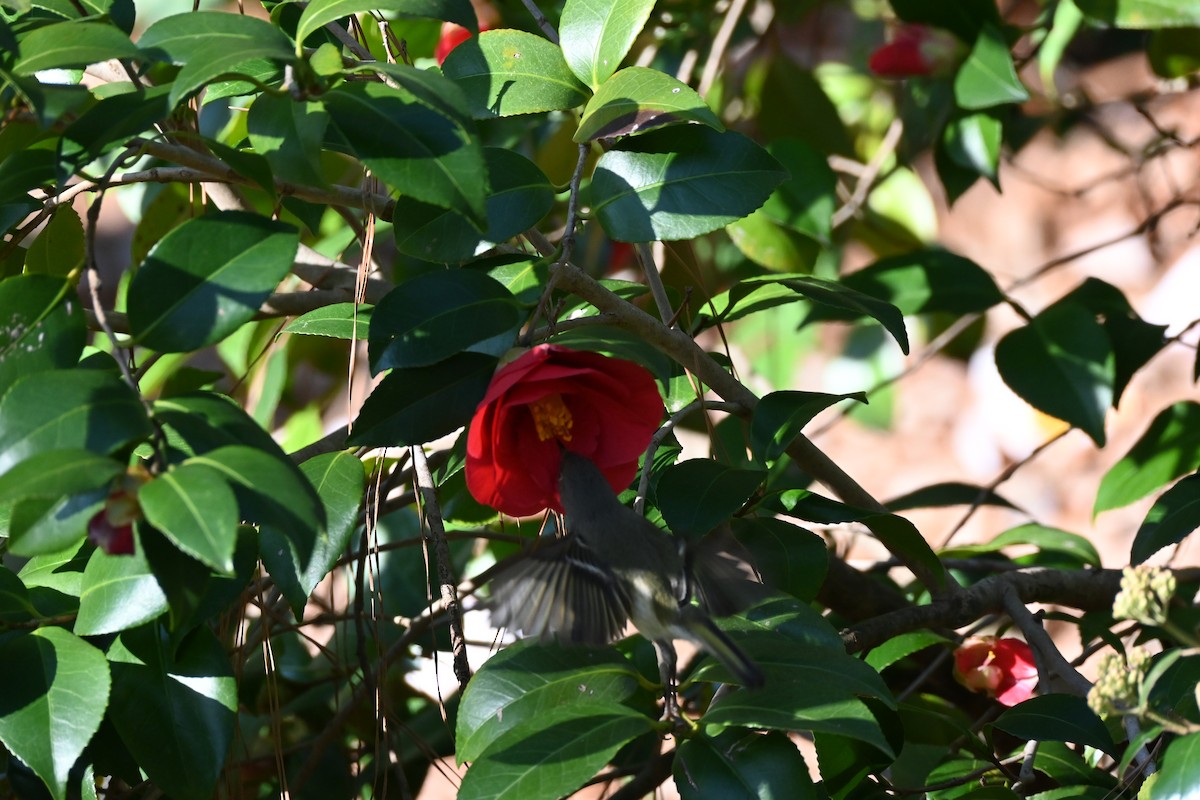 Ruby-crowned Kinglet - ML632588960