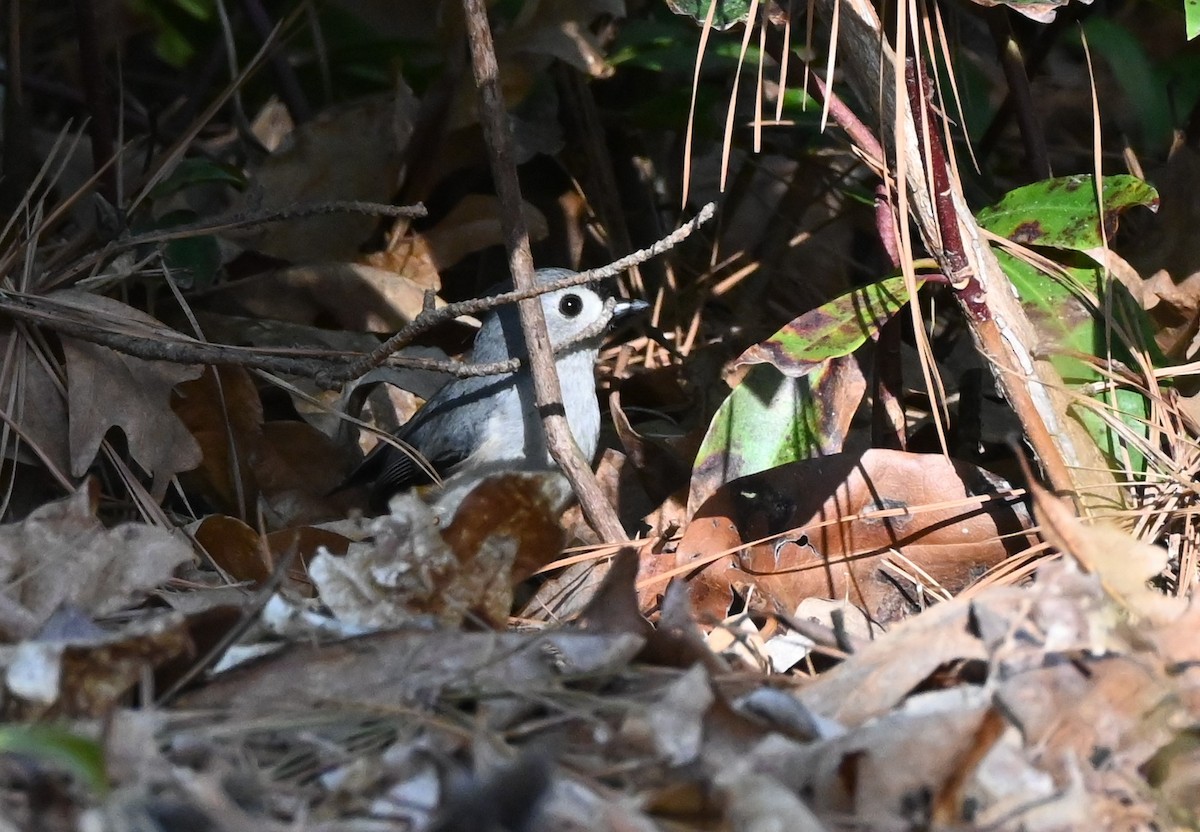 Tufted Titmouse - ML632588988