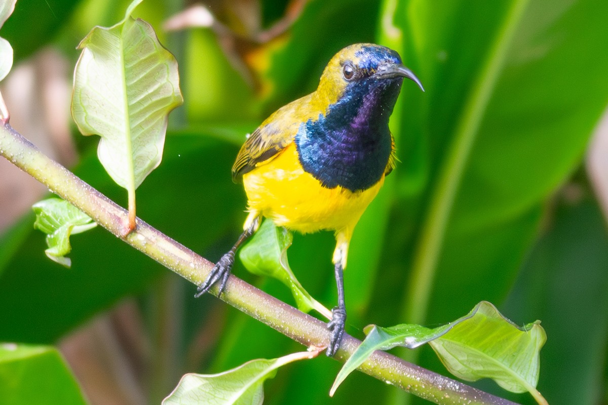 Ornate Sunbird - ML632588991