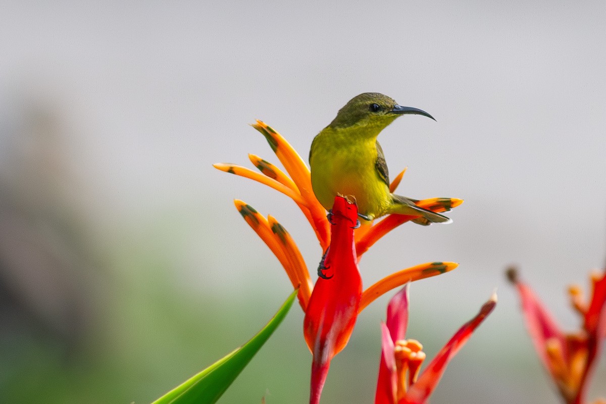 Ornate Sunbird - ML632588993