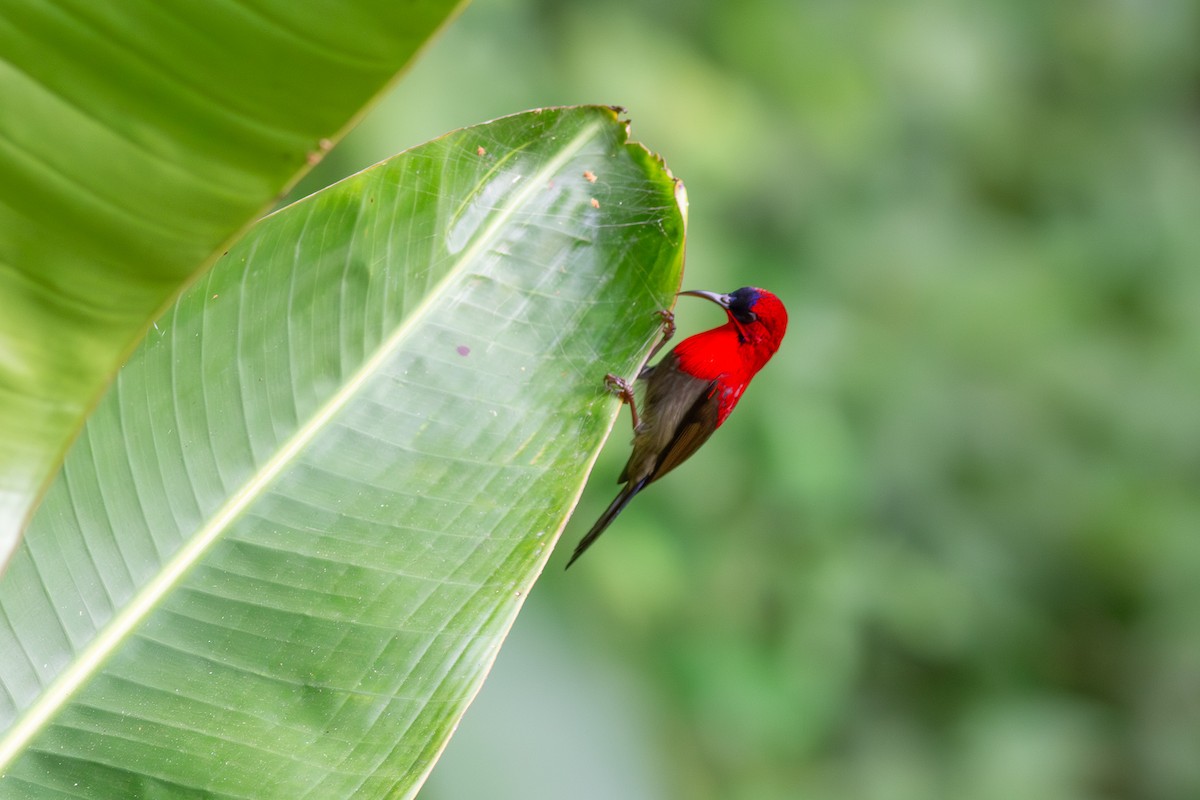 Crimson Sunbird - ML632589015