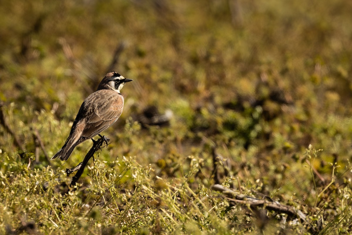 Horned Lark - ML632589023