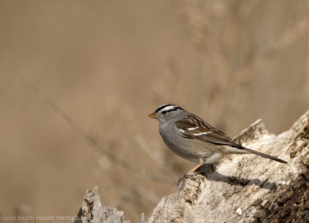White-crowned Sparrow - ML632589024