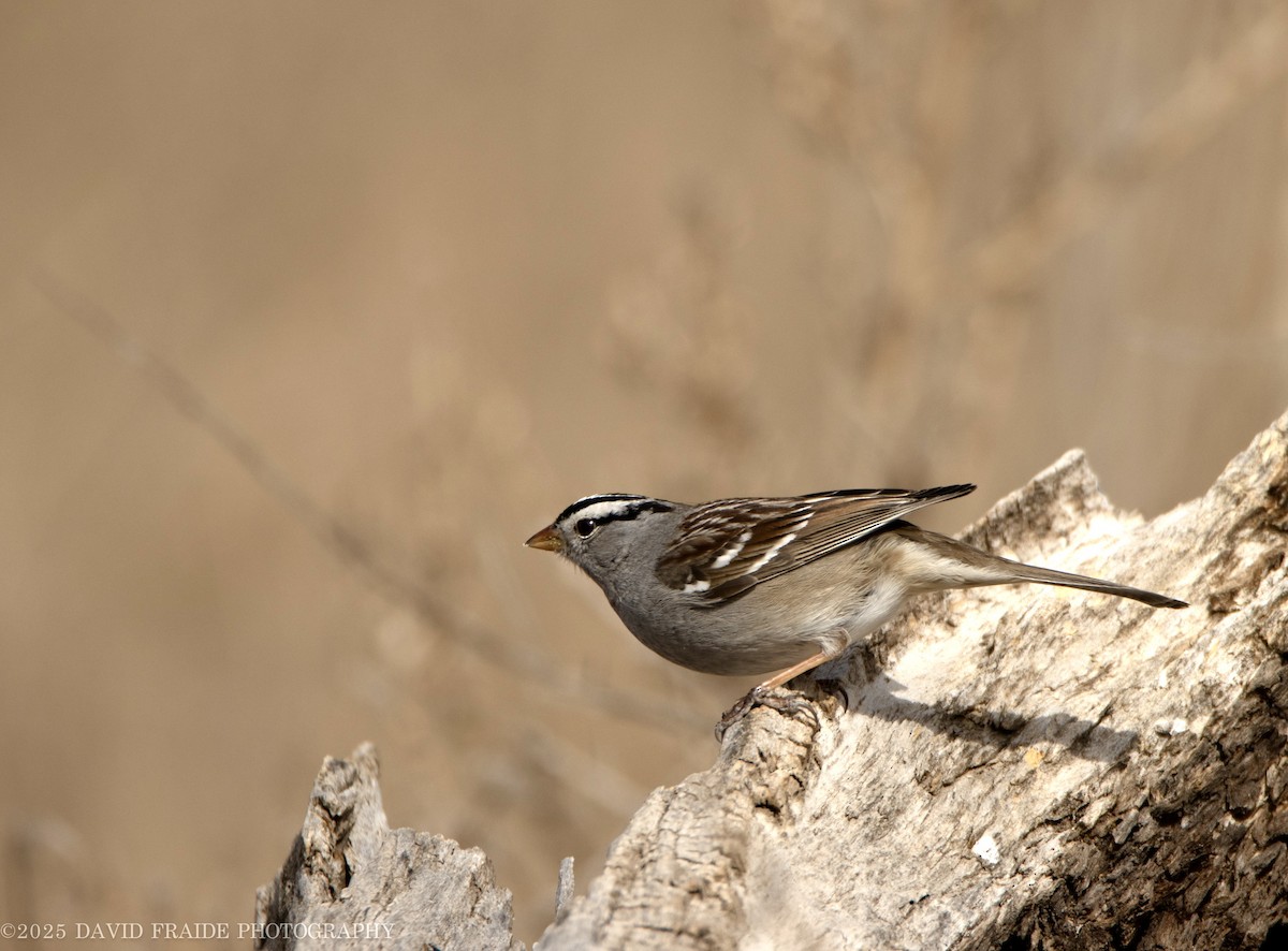 White-crowned Sparrow - ML632589025