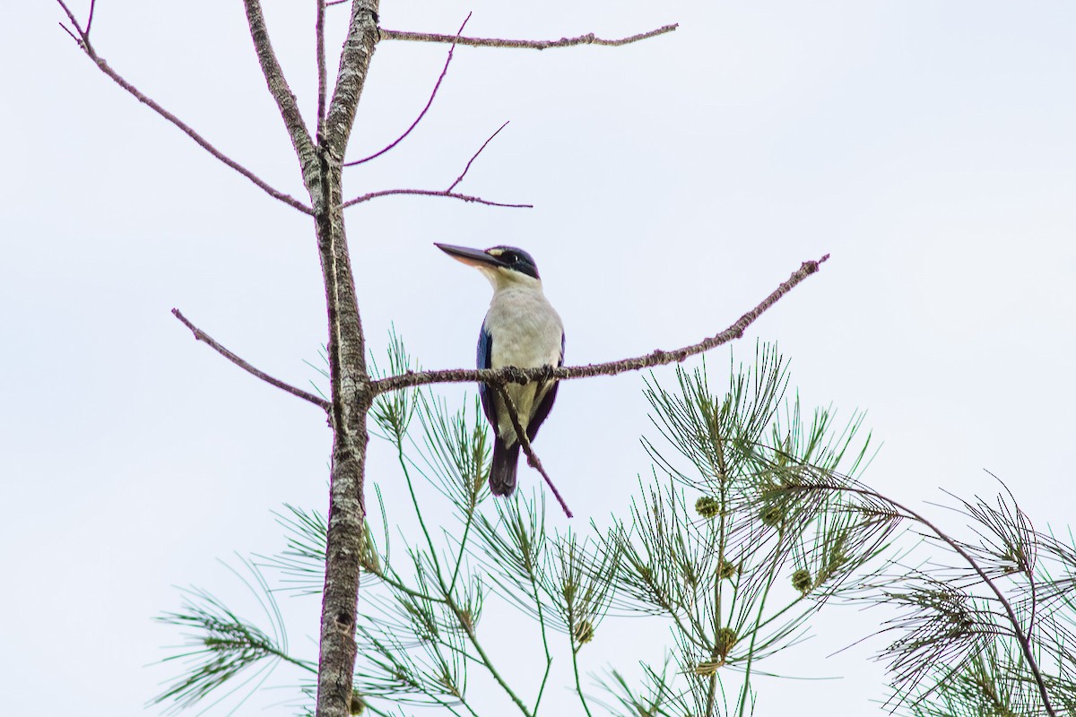 Collared Kingfisher (Collared) - ML632589061