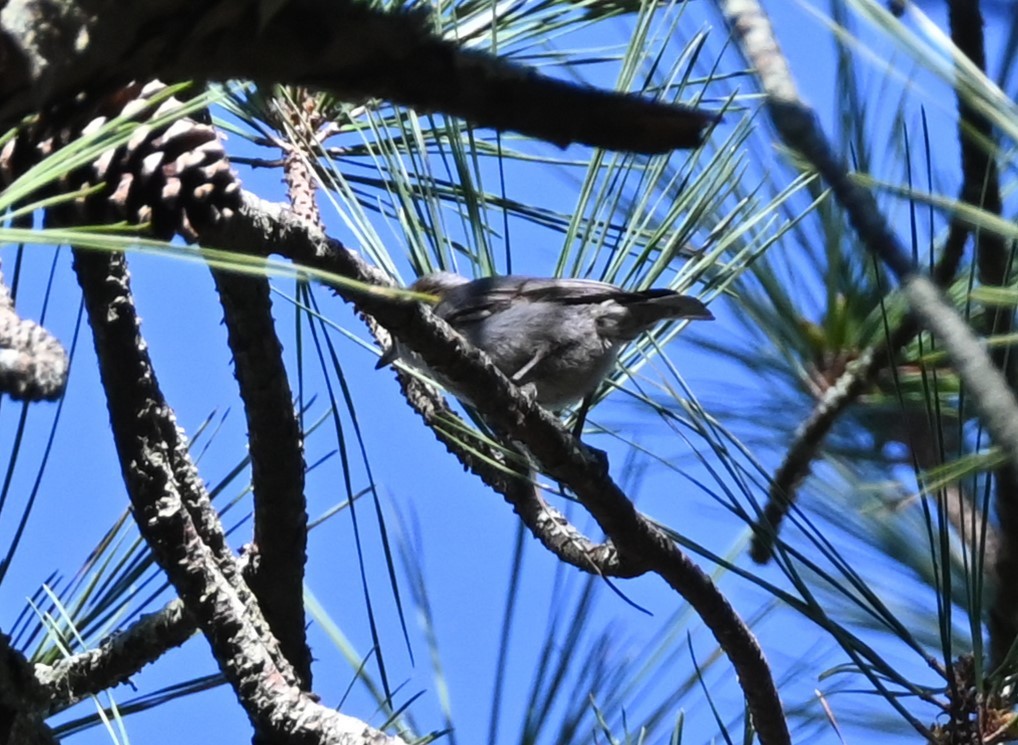 Brown-headed Nuthatch - ML632589090