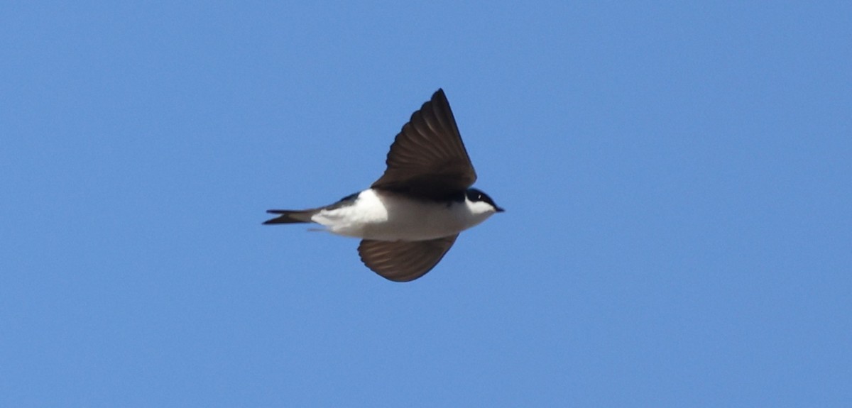 Tree Swallow - ML632589199