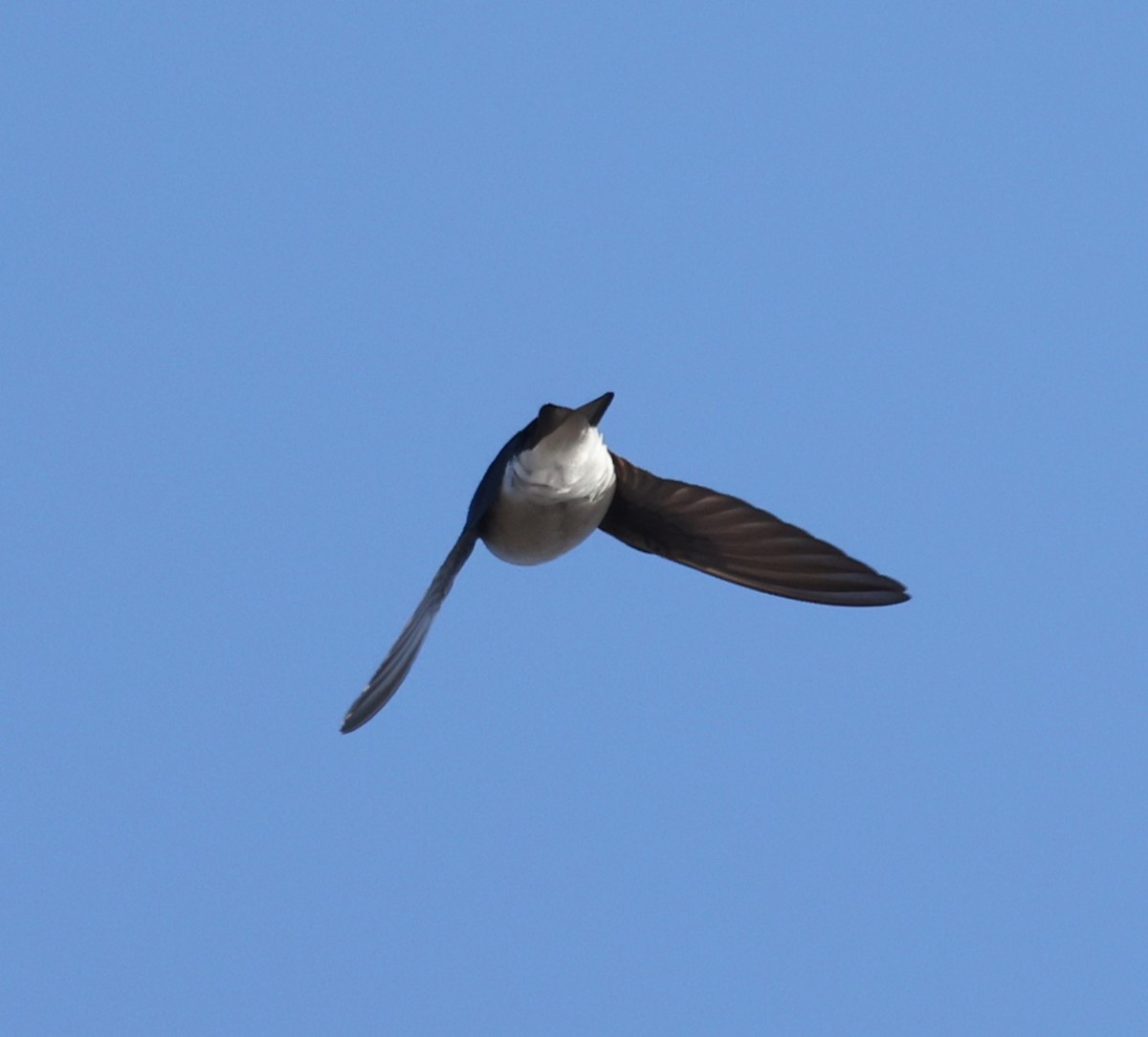 Tree Swallow - ML632589200