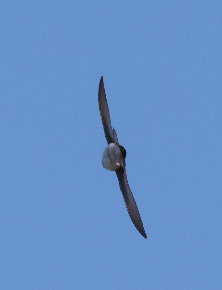 Tree Swallow - ML632589202