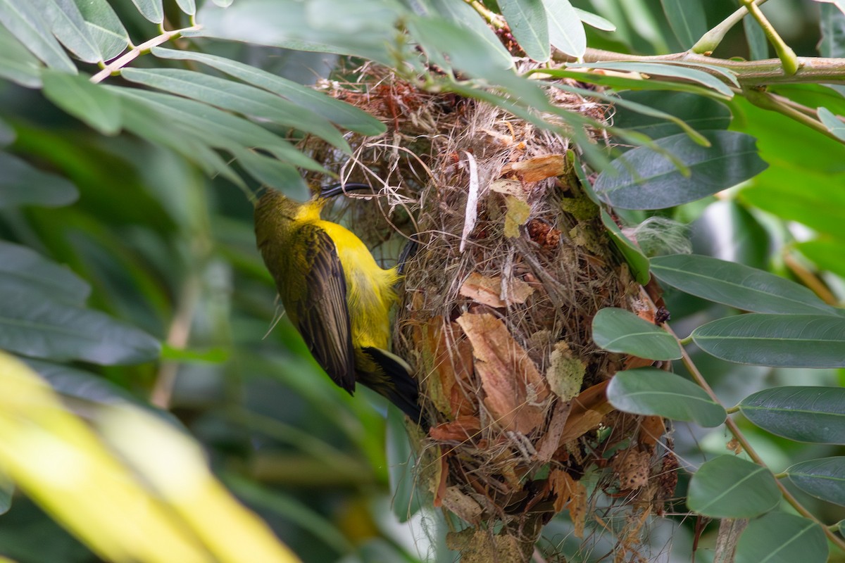 Ornate Sunbird - ML632589221